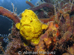 Frogfish by Abimael Márquez 